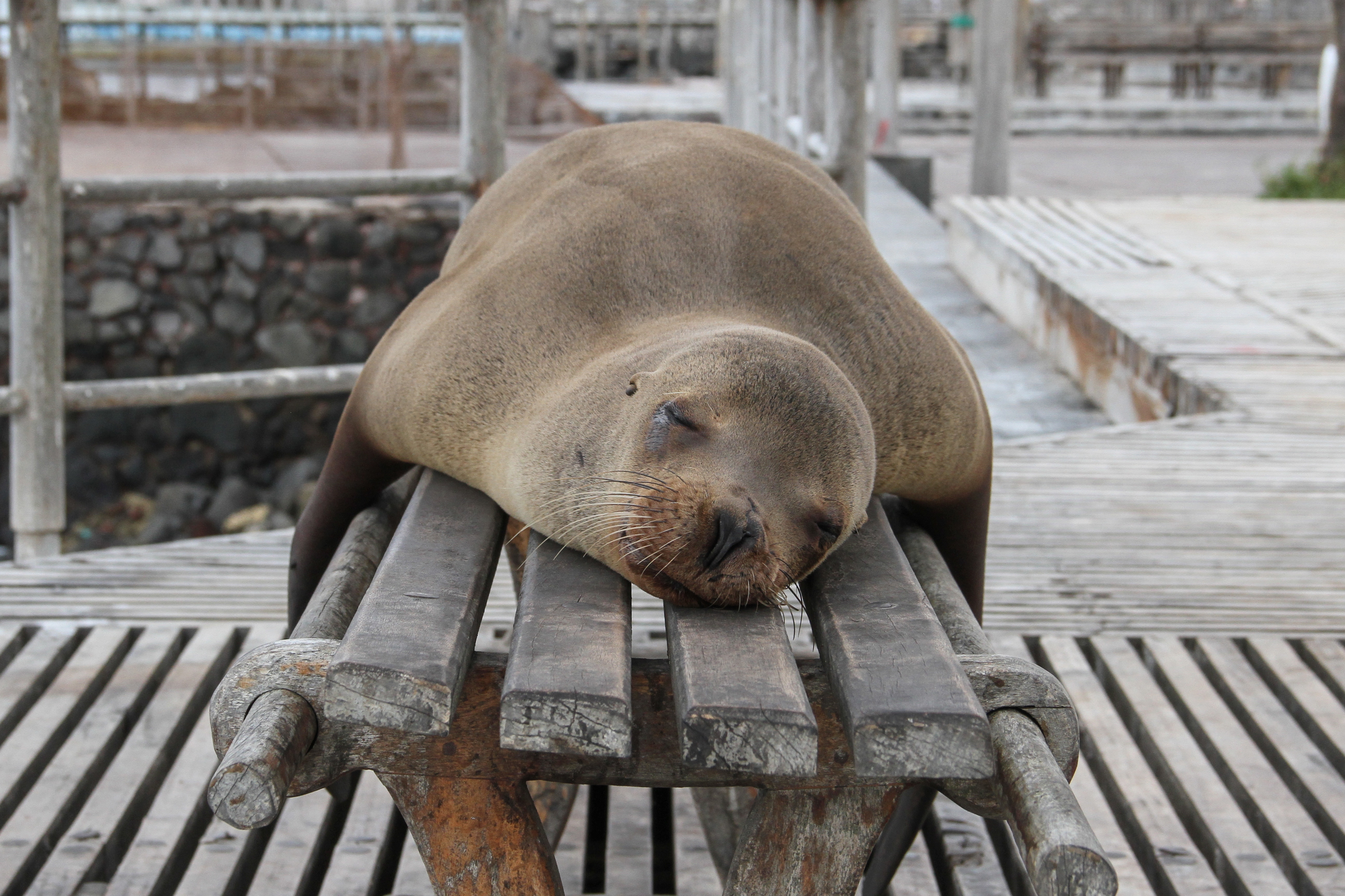 ECGPS Galapagos Islands sea lion napping on a bench Jackman Chiu.jpg